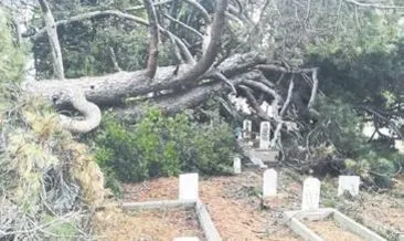 Mezarların üstüne çam ağacı devrildi