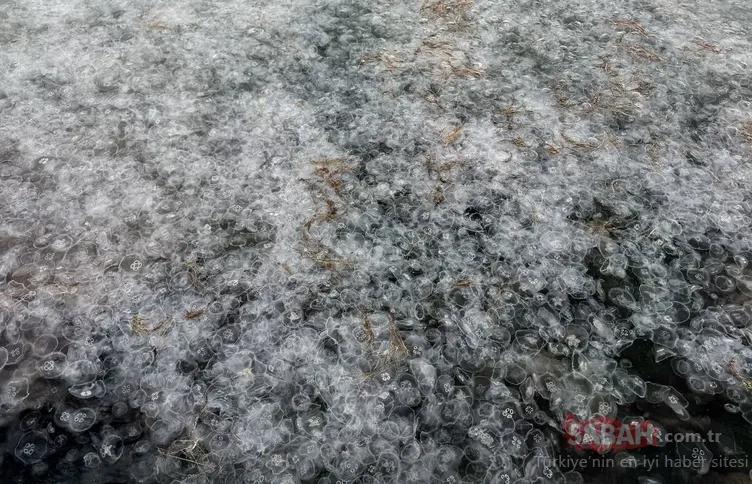 Sinop’ta şaşkına çeviren görüntü: Binlercesi kıyıya vurdu!