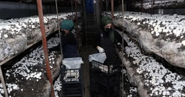 Doğu Anadolu’nun en büyük tesisinde aylık 20 ton mantar üretiyorlar