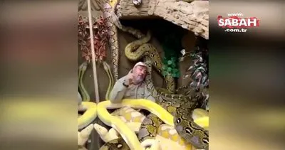 Dev yılanlarla samimiyeti bir hayli ilerleten adamı görenler gözlerine inanamıyor!