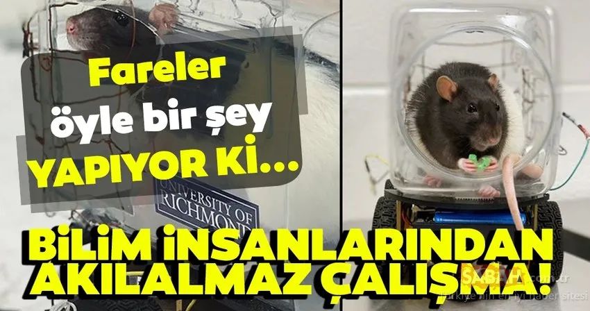 Bilim İnsanlarından akılalmaz çalışma! Fareler öyle bir şey yapıyor ki…