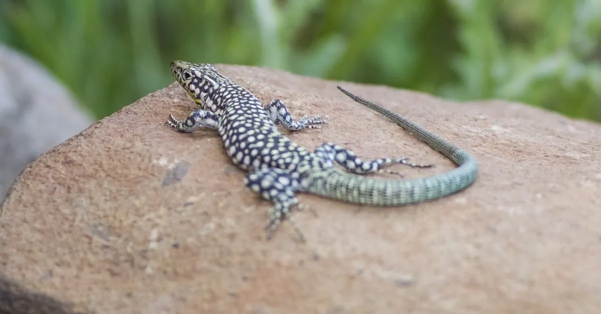 ruyada kertenkele gormek ne anlama gelir ruyada siyah beyaz ve yesil kertenkele oldurmek ne demek ruya tabirleri haberleri ruyada kertenkele gormek ne anlama gelir ruyada siyah beyaz ve yesil kertenkele oldurmek ne demek ruya tabirleri haberleri