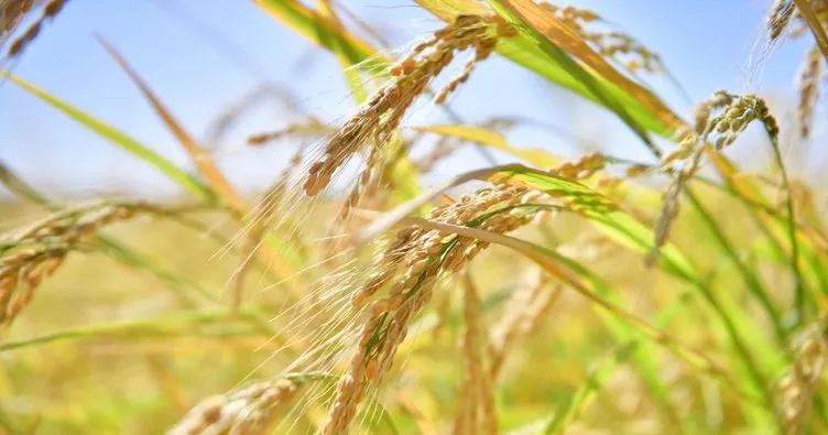 Karacadağ’da pirinç hasadı başladı