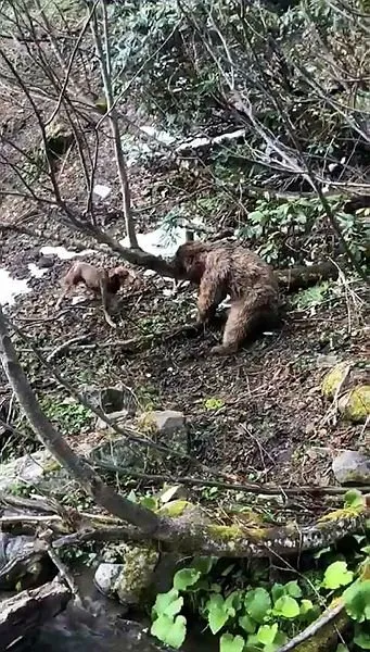 Vurulan yavru ayıya işkenceye suç duyurusu