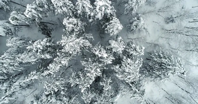 Zonguldak ormanlarında kar güzelliği