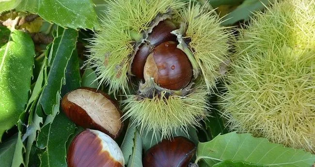 Kestane Ne Zaman Toplanır? Kestane Hasadı Ne Zaman/Hangi Ayda Yapılır?
