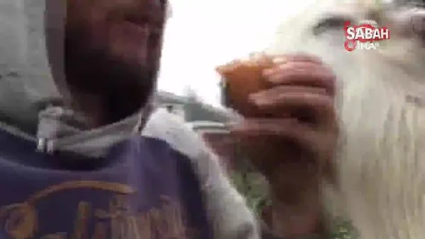 Rizeli gencin keçisi ile ekmeğini beraber yediği video sosyal medyada olay oldu!