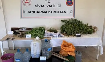 Sivas'ta kenevir operasyonu! 3 tutuklama #sivas