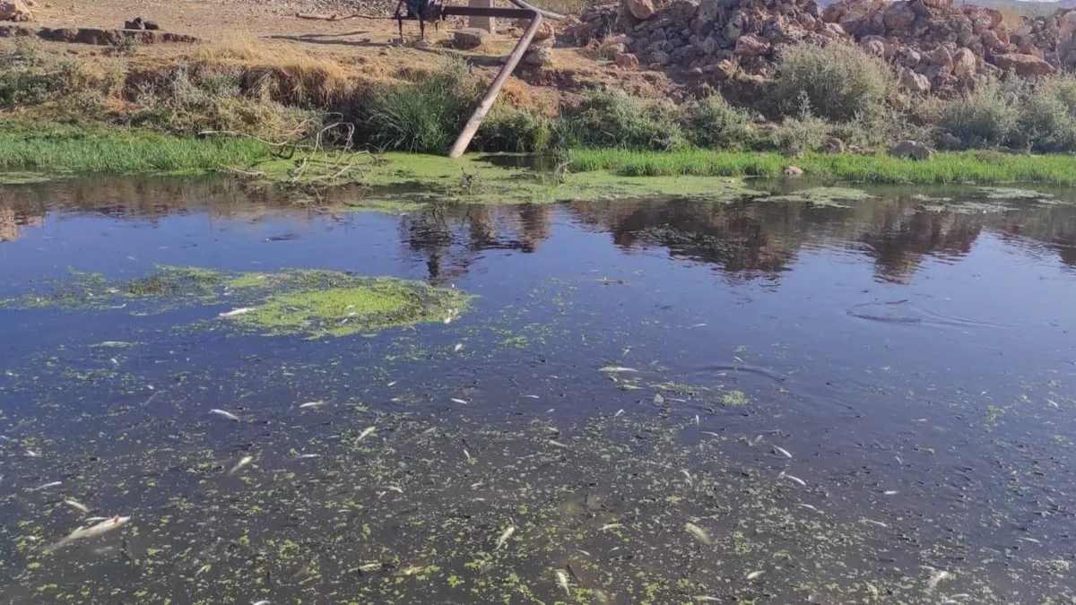Fıstık kavlatma tesisinden çevre felaketi! 465 bin lira ceza kesildi