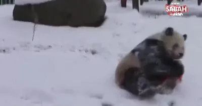 Sevimli pandalar mevsimin ilk kar yağışını böyle kutladı!