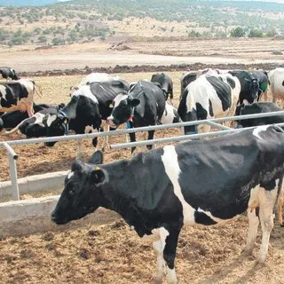 Etin number Van’ı