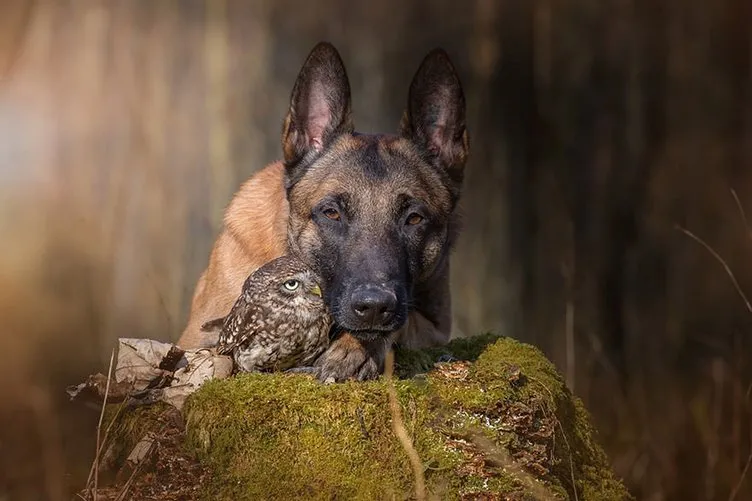Köpek ve baykuşun inanılmaz dostluğu