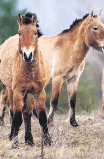 Çernobil’in atları
