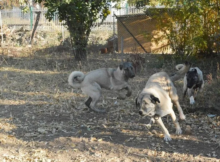 150 yıllık secereli ’Panter Kangal’ ırkını Uşak’ta yetiştiriyor