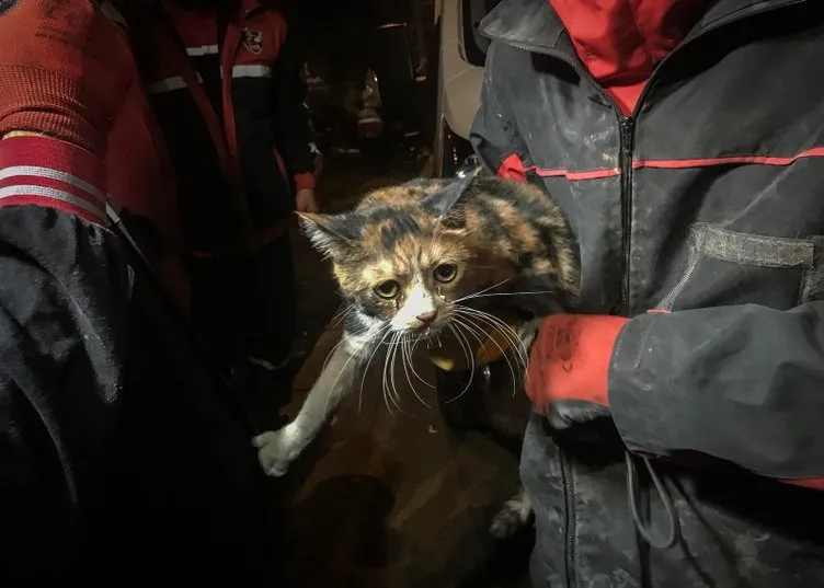 Son dakika İzmir depreminde gelişme! Kahraman köpek ’Bob’ enkazdan kedi kurtardı