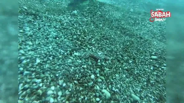 Zehirli deniz çıyanının izmarit balıklarının yumurtalarına saldırması su altı kamerasında | Video