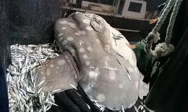 Adana’da şaşırtan olay: Balıkçıların ağına Akdeniz’de nadir görülen ay balığı takıldı!