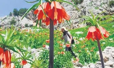 Ters laleyi koparmanın cezası 700 bin lira #sirnak