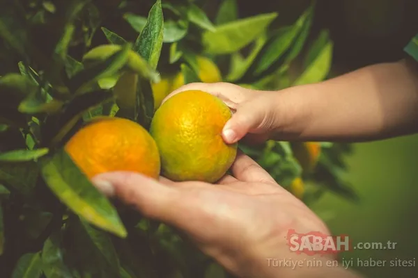 Mandalinanın faydaları nelerdir? İşte mandalinanın az bilinen 7 önemli faydası...