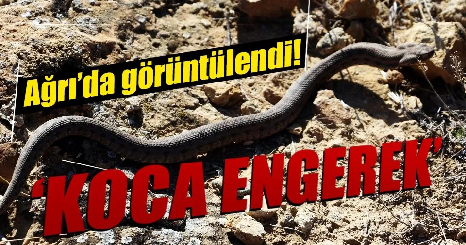 sabah