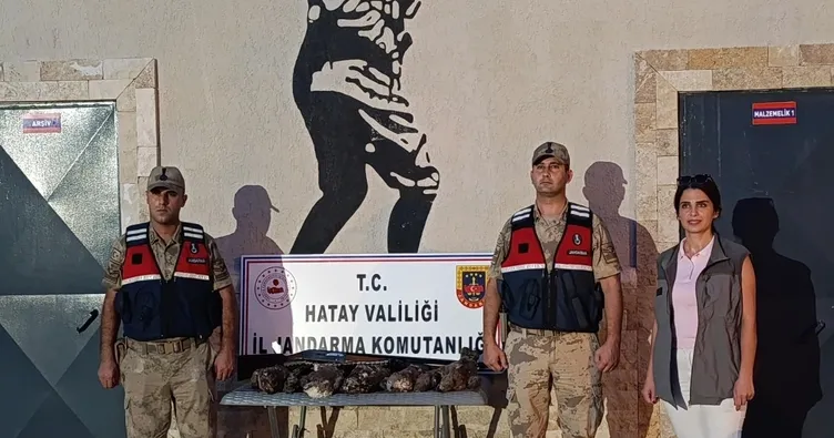 Hatay’da yasa dışı avcılığa ağır fatura