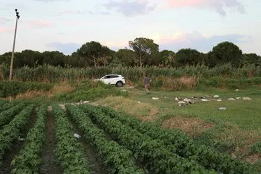 CHP'li başkan 40 kazı tüfekle vurdu! Şok iddia... - En Son Haber