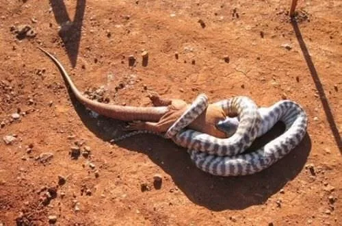 Yılan böyle ziyafet çekti