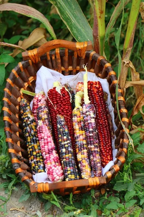 ABD’den getirdiği tohumlarla rengarenk mısır üretti