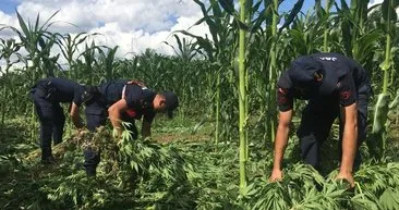 10 milyon liralık kenevir tarlasının zanlıları tutuklandı