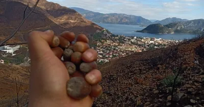 Dağları yeniden yeşile boyamalı