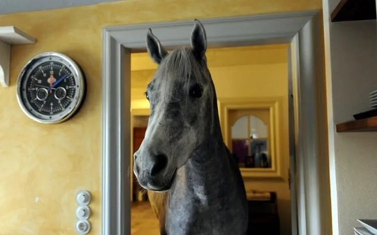 Atına evinde bakıyor