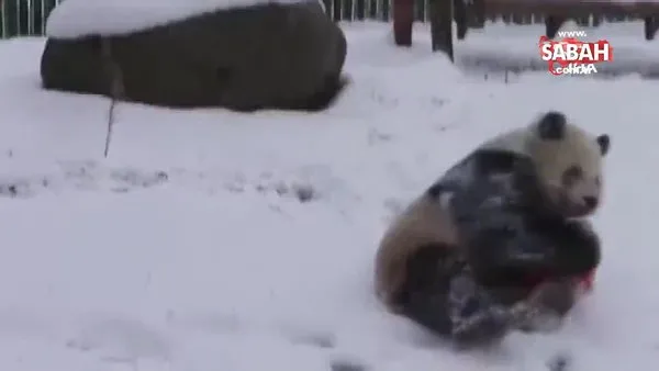 Sevimli pandalar mevsimin ilk kar yağışını böyle kutladı!