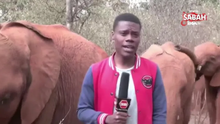 Yavru filin muhabiri güldürdüğü video internette viral oldu | Video