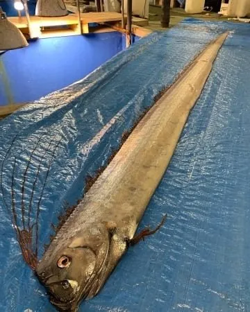 Kral Ringa Balığı nedir, kaç metre boyunda? Japon Mitolojisinde Kral Ringa Balığı ne anlama gelir?