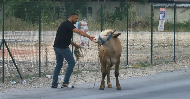 Bursa’da ilginç görüntüler! Boğa kaçtı onlar kovaladı