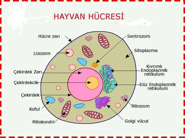 hayvan hucresi organelleri ve ozellikleri hayvan hucresinde sentrozom ve hucre duvari bulunur mu bitki hucresinden farki var mi egitim haberleri