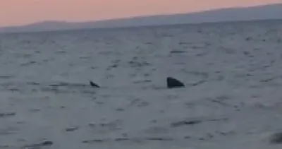 Saros Körfezi’nde 7 metrelik dev köpek balığı paniği | Video
