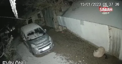 Elazığ’daki depremde köpeğin kaçışı kameraya yansıdı | Video