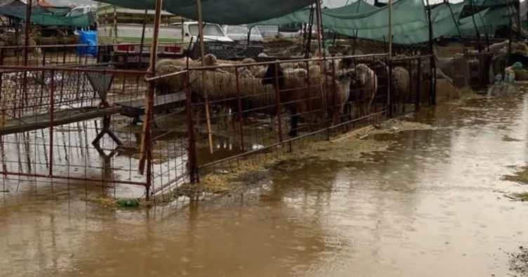 Çanakkale’de hayvan pazarı havuza döndü! Pazarcılar duruma isyan etti