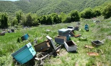’Milli arı projesi’ne saldırı! Üstün arı genlerini çaldılar