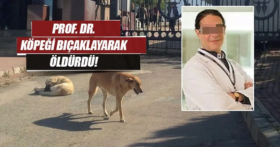 profesor basibos kopegi bicakladi son dakika haberler