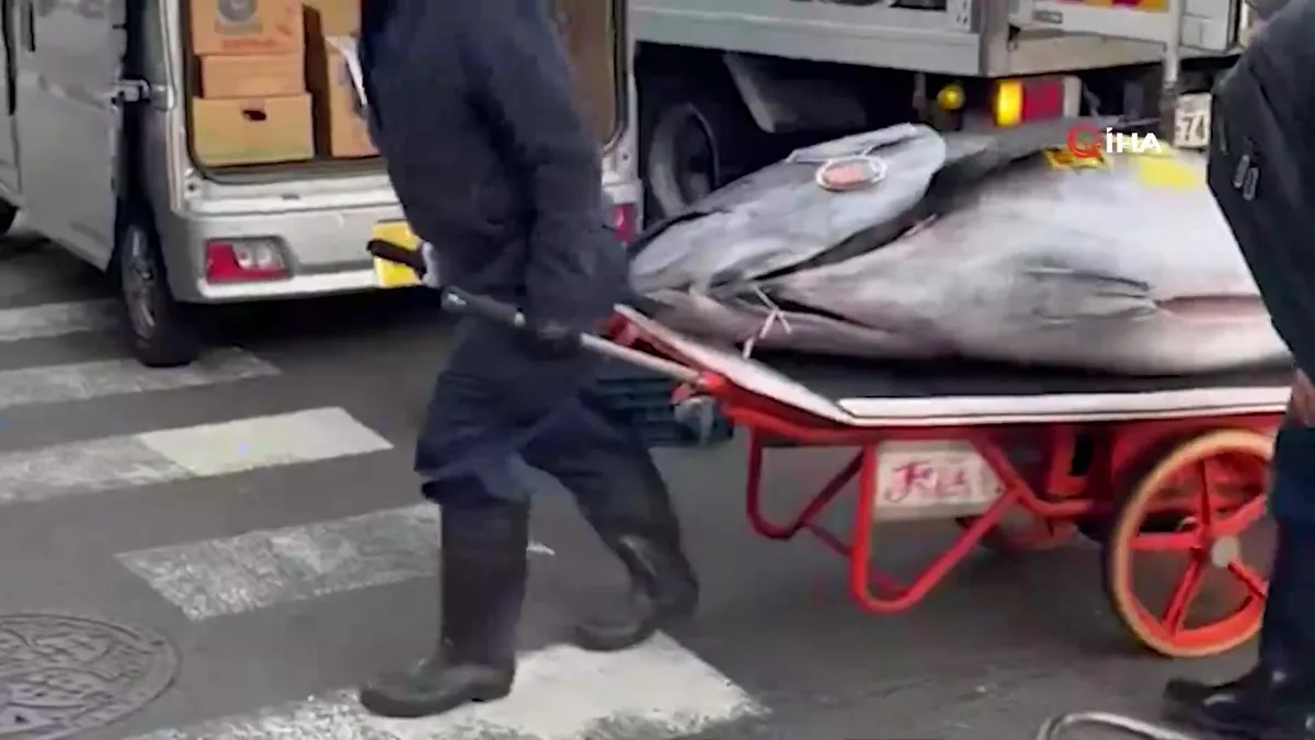 Dev orkinos 3,2 milyon dolara satıldı | Video videosunu izle Dev orkinos 3,2 milyon dolara satıldı | Video videosunu izle