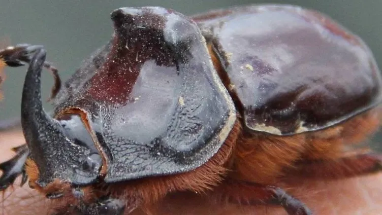 Yurttan gergedan böceği görüntüleri