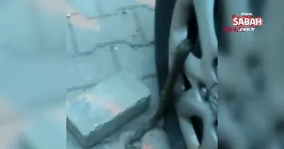 Avcılar’da mahallelinin yılan isyanı: Çocuklarımız çok korkuyorlar | Video