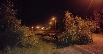 Fırtınada ağaçlar yerinden söküldü yola devrildi #sanliurfa
