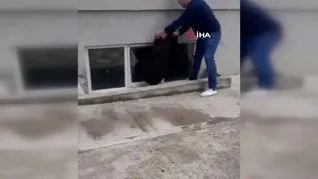 Samsun’da pencereye sıkışan kediyi vatandaş kurtardı