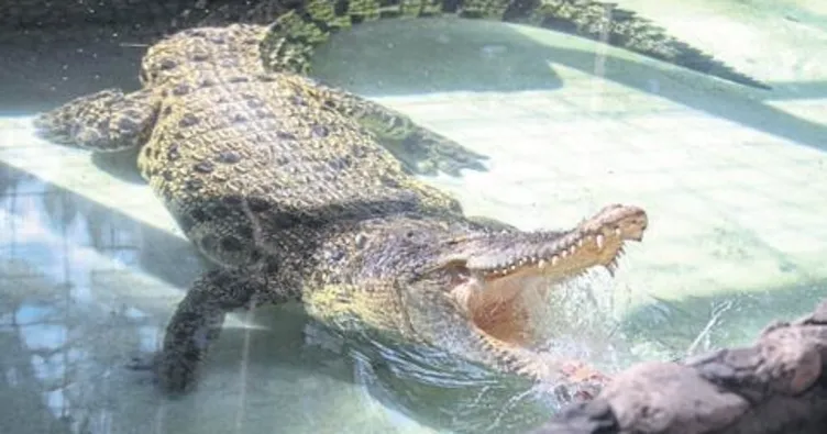 Eş bulma seferberliği