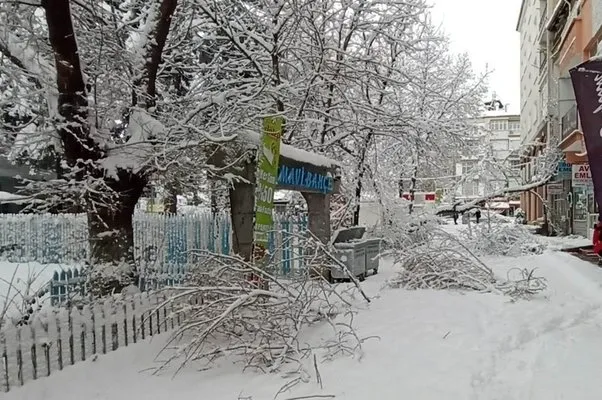 Konya’da kar yağışı ağaçları devirdi
