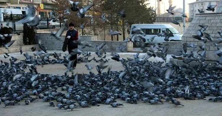 Soğuk havada yemsiz kalan güvercinleri esnaf doyuruyor