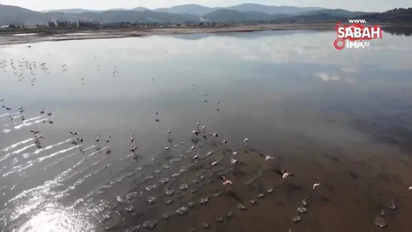 Flamingolar akın akın kışlık yuvalarına geliyor
